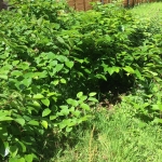 Removal of Japanese Knotweed in Matlock