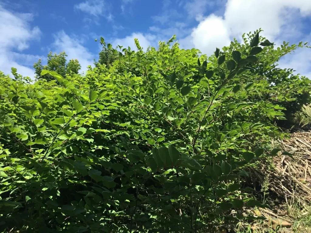 Japanese Knotweed Removal in Newcastle-upon-Tyne