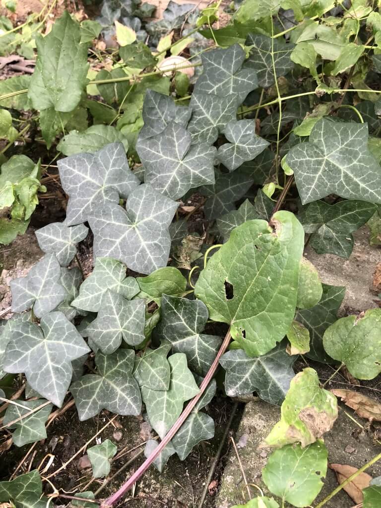 Suspected Japanese Knotweed in London