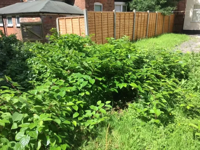 Japanese Knotweed in Bath