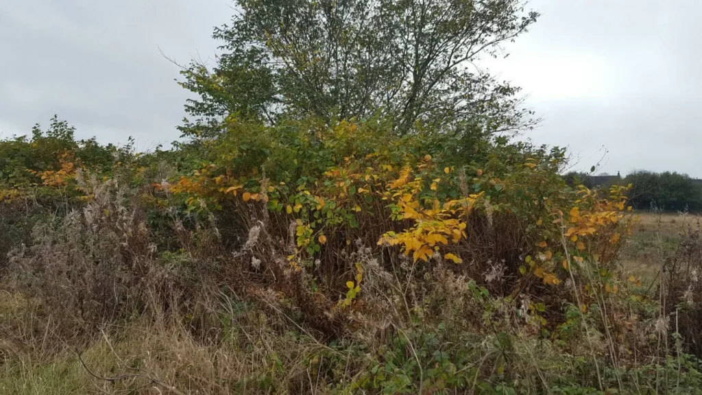 Knotweed in Stoke-on-Trent