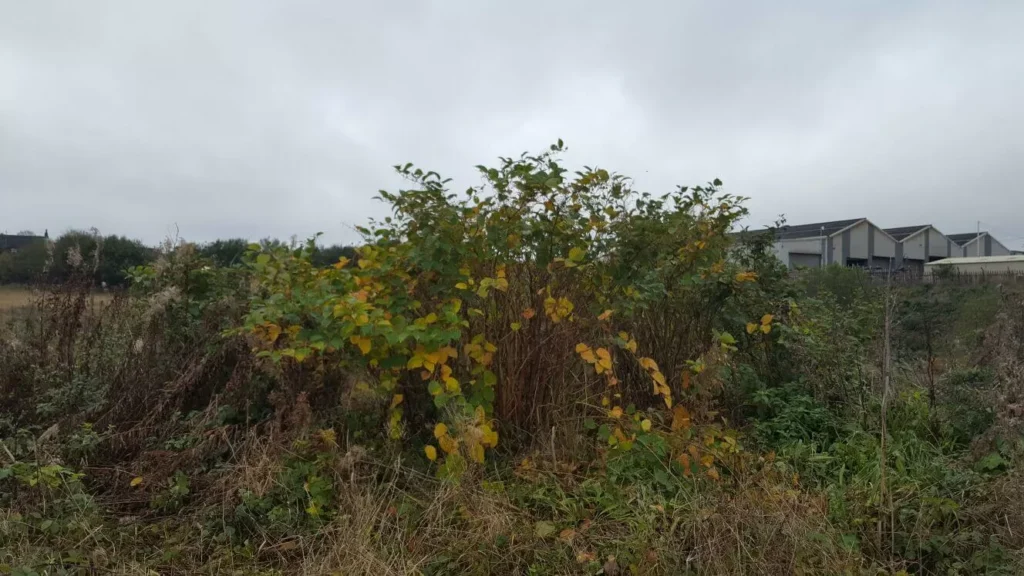 Knotweed in Stoke-on-Trent