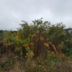 Removal of Japanese Knotweed in Stoke-on-Trent - Industrial Site