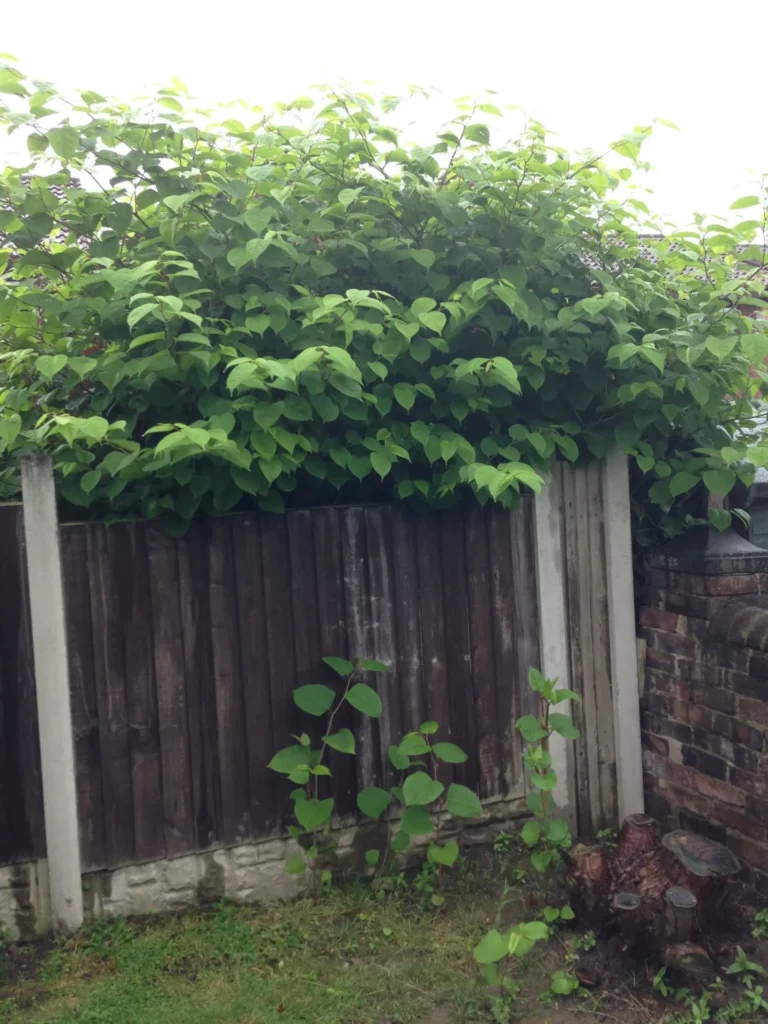 Japanese Knotweed Removal in Nantwich