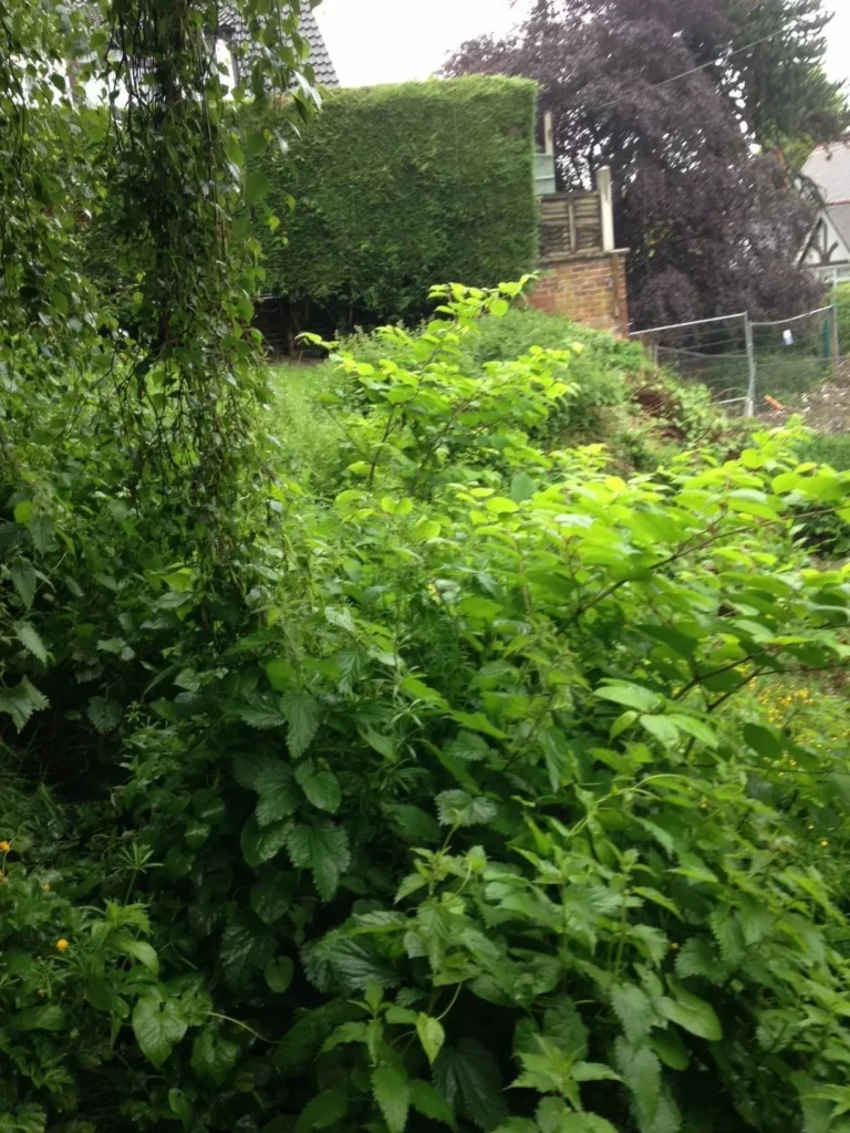 Japanese Knotweed in New Mills