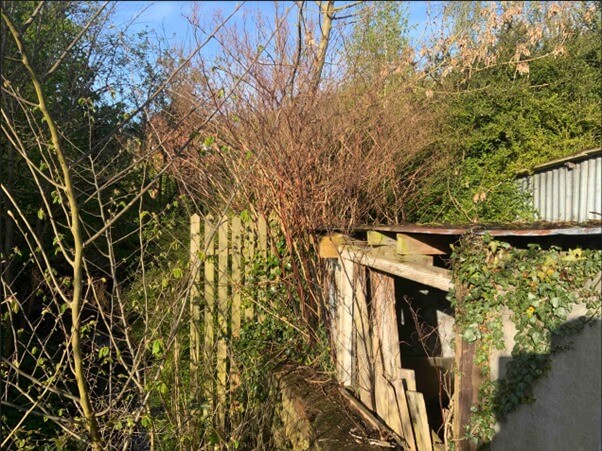 Knotweed Removal in Congleton