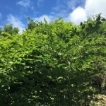 Japanese Knotweed Removal in Runcorn