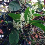 Japanese Knotweed in Lancashire