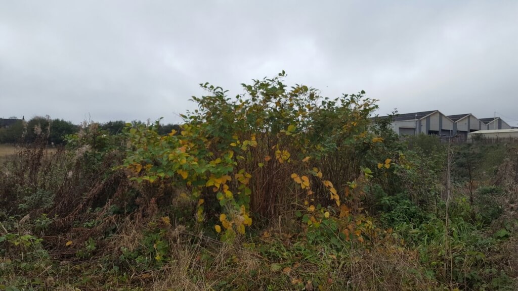 Removal of Japanese Knotweed in Stoke-on-Trent – Industrial Site