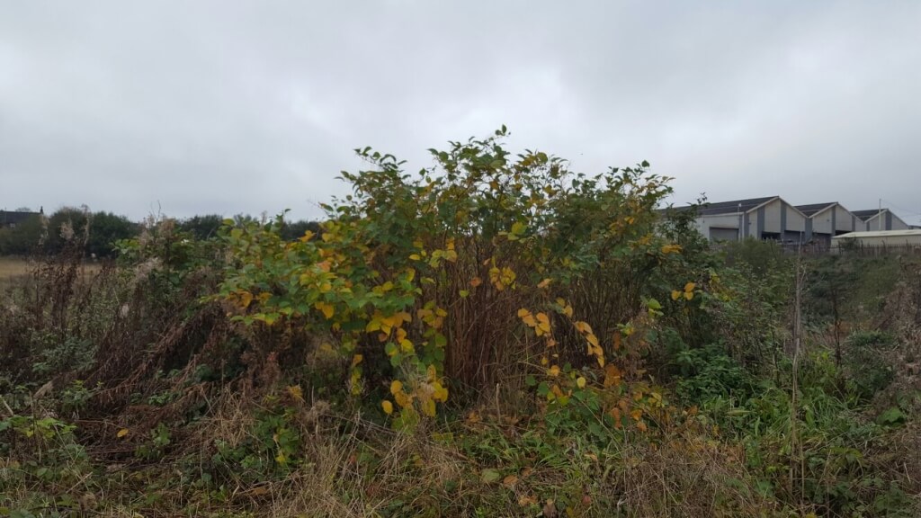 Japanese Knotweed in Stoke-On-Trent