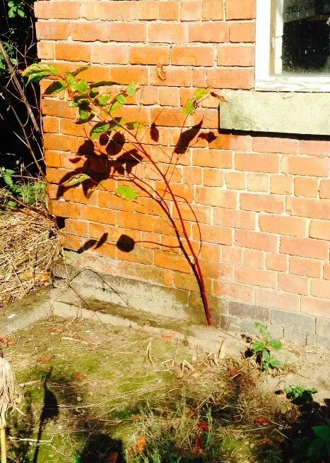 Japanese Knotweed in Ashbourne