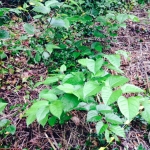 Removal of Japanese Knotweed in Burslem