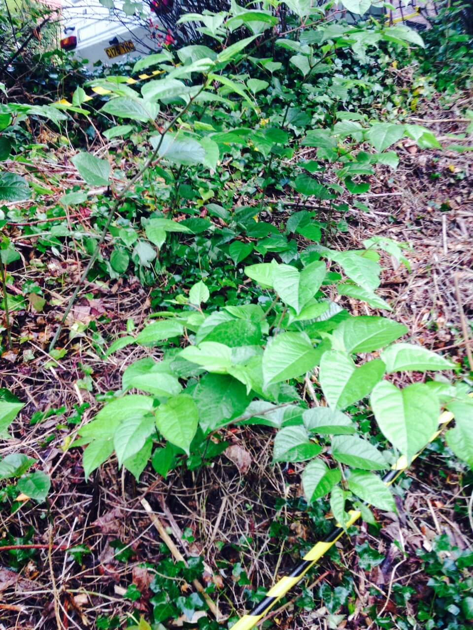 Removal of Japanese Knotweed in Burslem