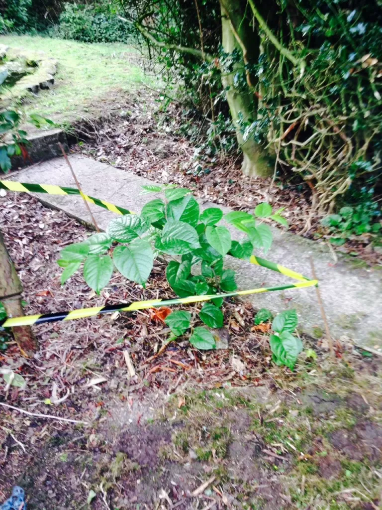 Eradication of Japanese Knotweed in Sandbach