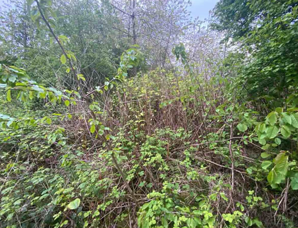 Knotweed Eradication in Kidsgrove