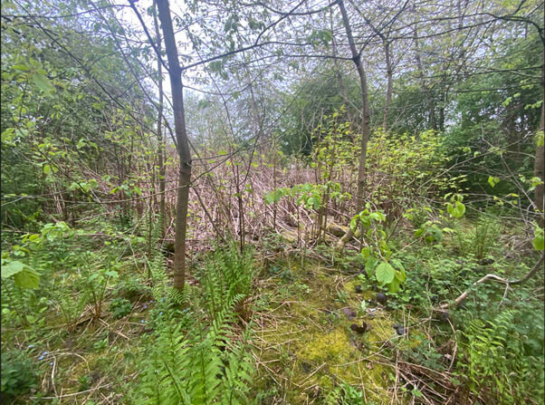 Knotweed Eradication in Kidsgrove