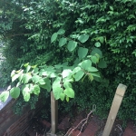 Japanese Knotweed Eradication in Nottinghamshire