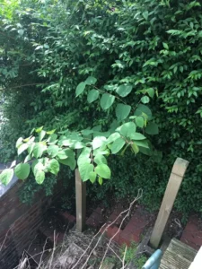 Japanese Knotweed eradication in Nottinghamshire