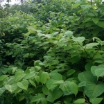 Removing Japanese Knotweed