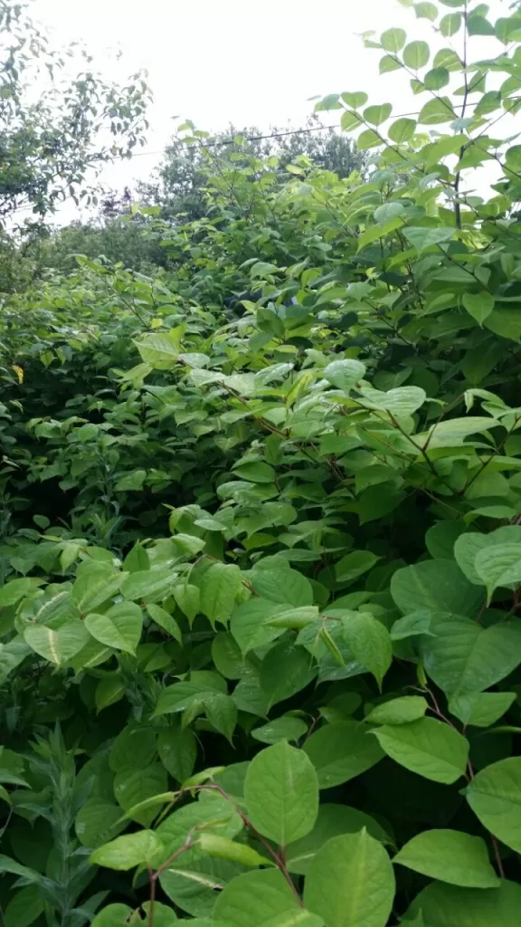 Removing Japanese Knotweed