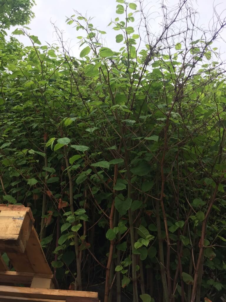 Removal of Japanese Knotweed in Melbourne