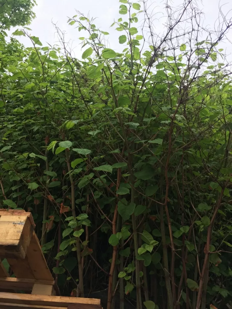 removal of Japanese Knotweed in Melbourne