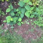 Removal of Japanese Knotweed in Stone