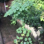 Eradication of Japanese Knotweed in Liverpool