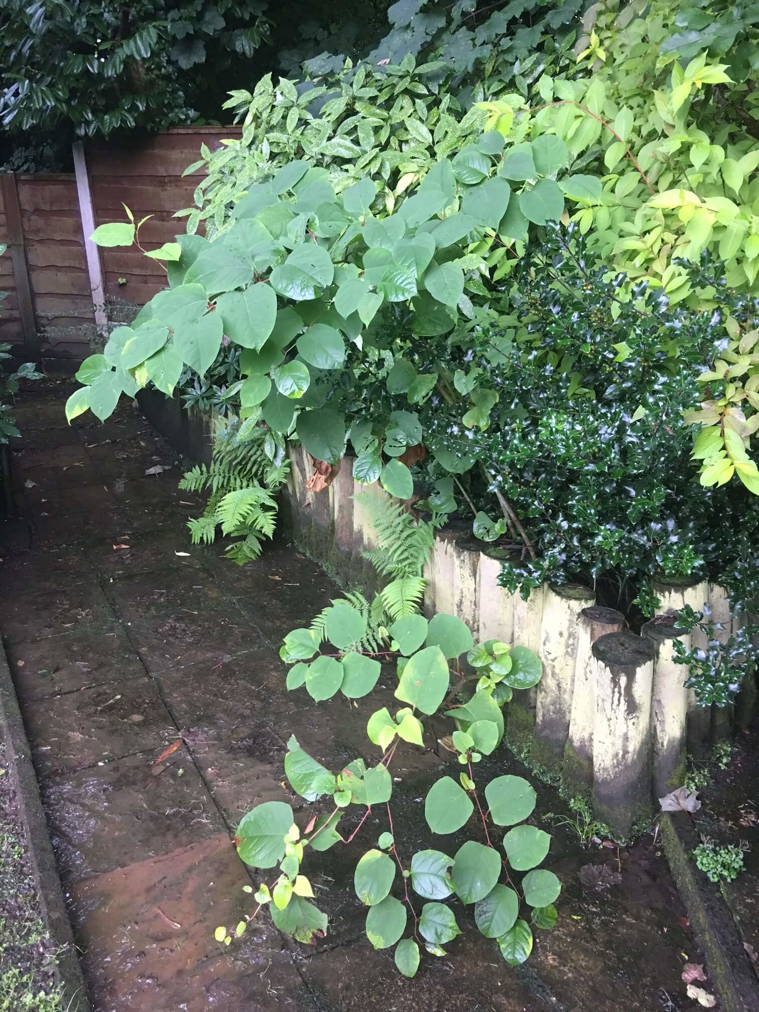 Eradication of Japanese Knotweed in Liverpool