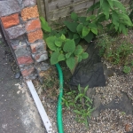 Japanese Knotweed Eradication in Norton Canes