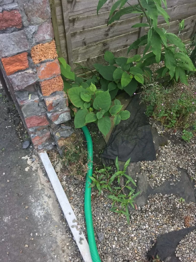 Japanese Knotweed eradication in Norton Cane