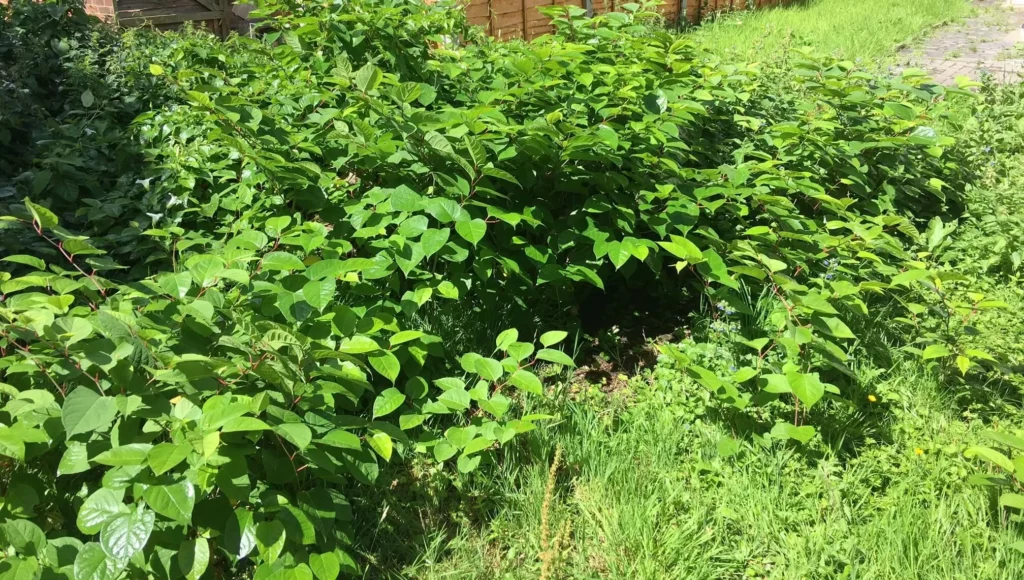 Removal of Japanese knotweed in Matlock