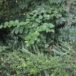 Removal of Japanese Knotweed in Burntwood