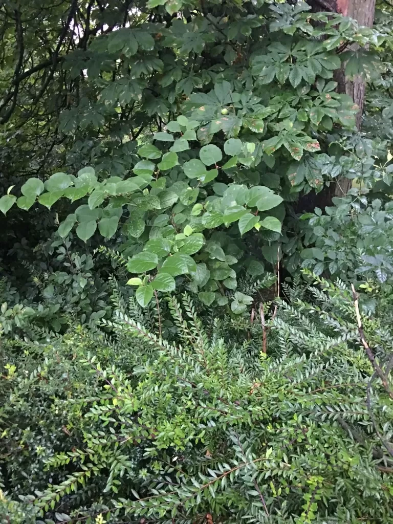 Japanese Knotweed eradication in Hednesford