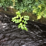 Japanese Knotweed Removal in Wirksworth