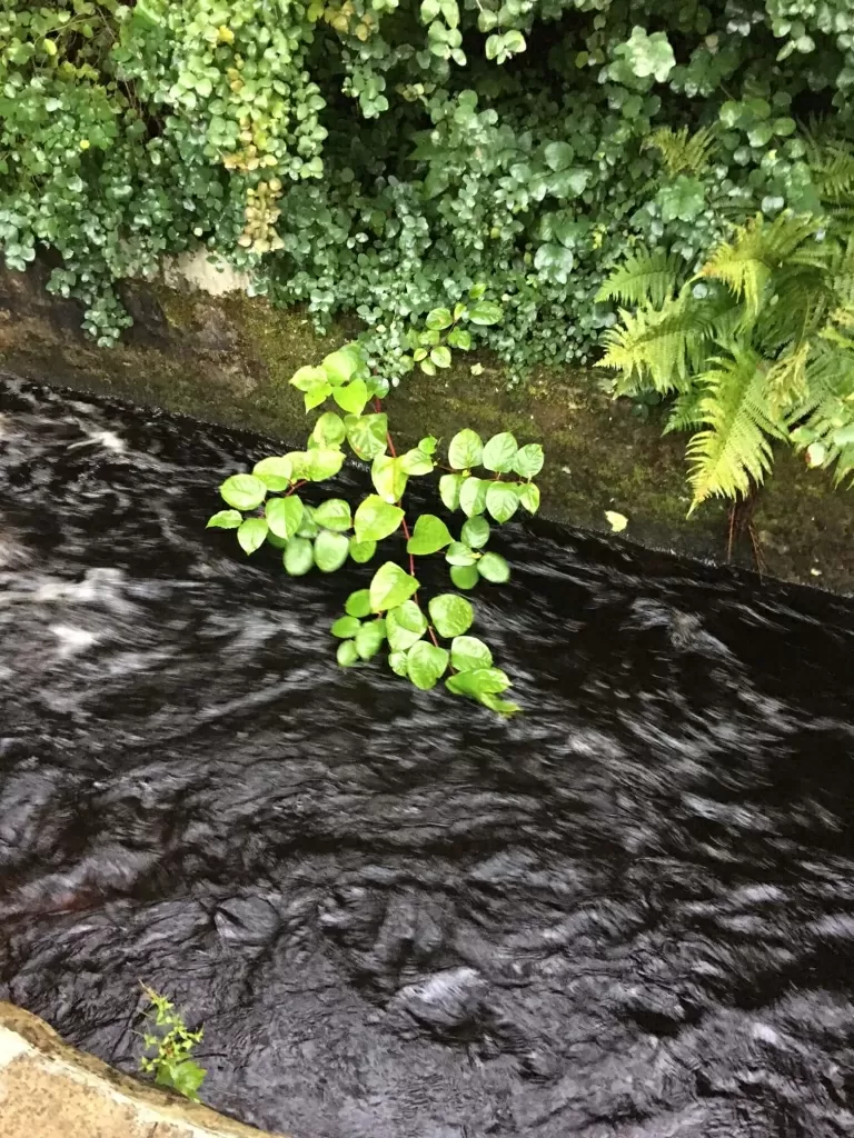 Japanese Knotweed Removal in Wirksworth