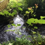 Japanese Knotweed Eradication in Hednesford