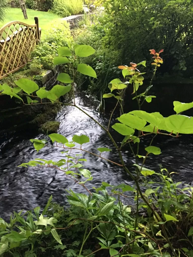 Japanese Knotweed eradication in Hednesford