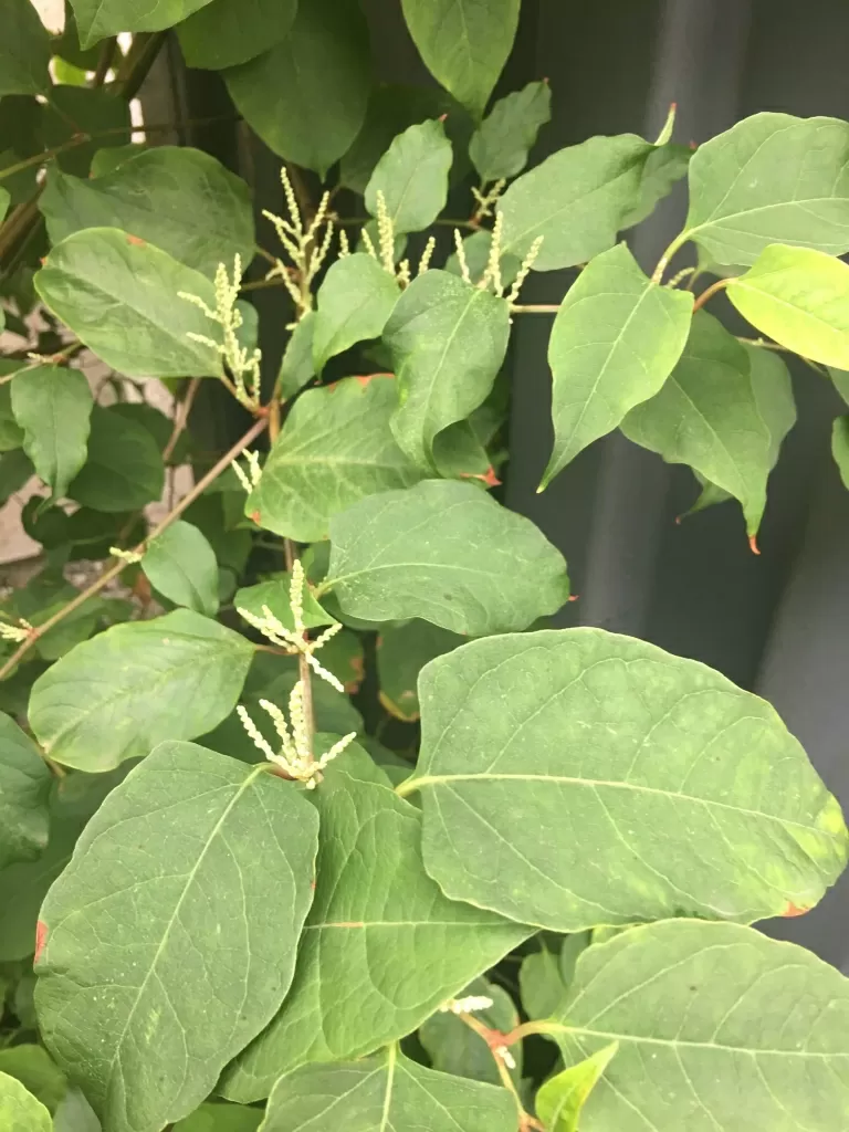 Japanese Knotweed in Dronfield