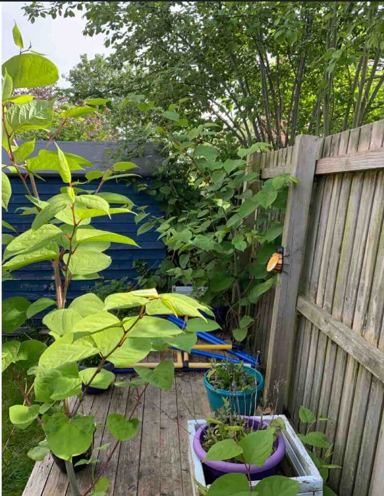 Knotweed growing in Frodsham