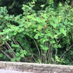 Removal of Japanese Knotweed in Great Wyrley