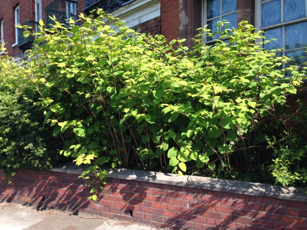 Japanese Knotweed in Cheadle