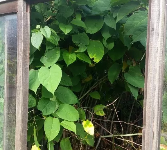 Japanese Knotweed Removal in Fenton