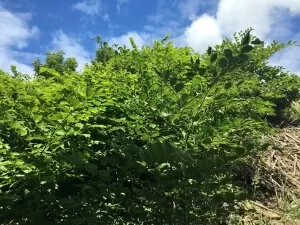 Japanese Knotweed in Runcorn