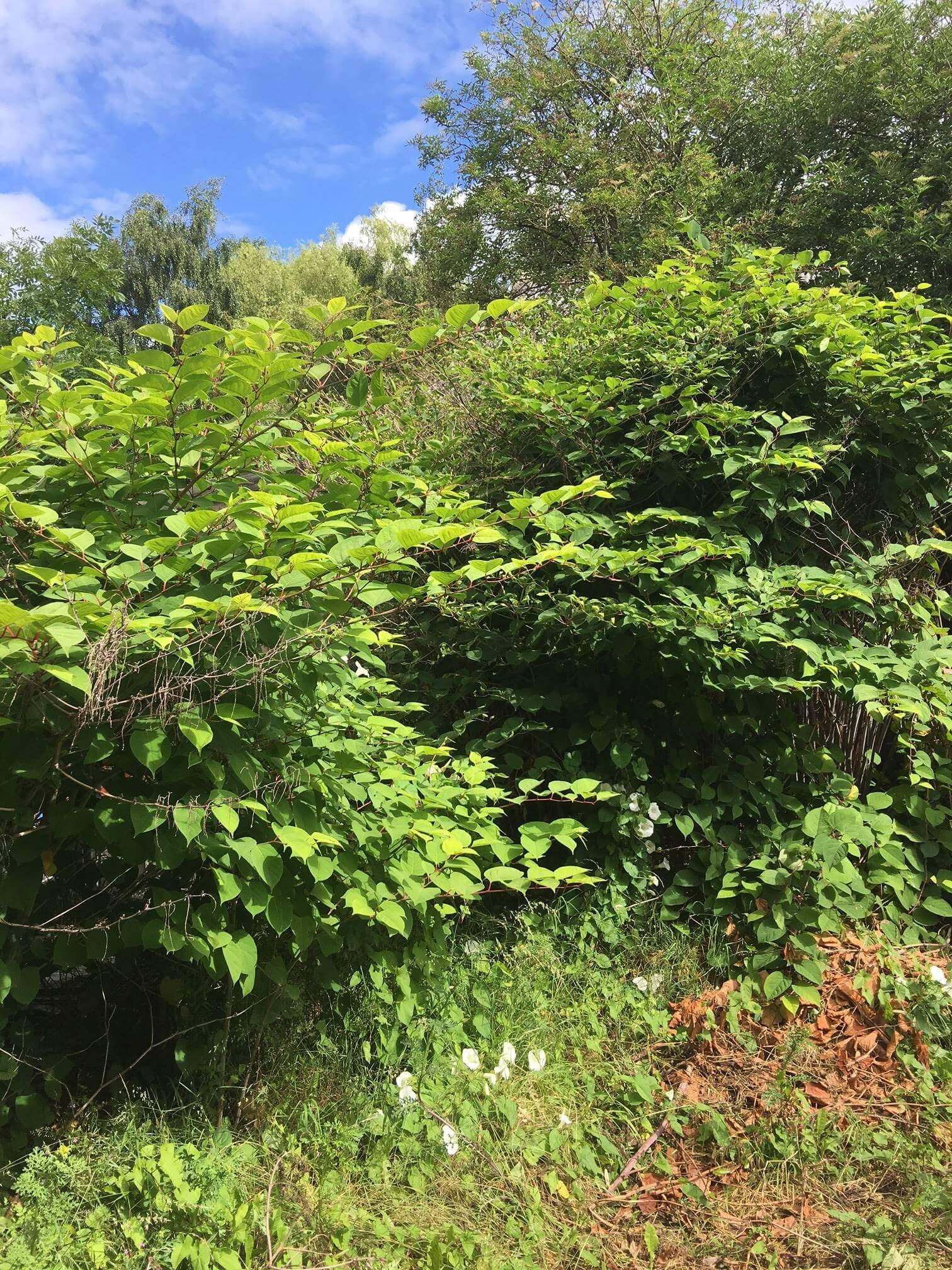 Eradication of Japanese Knotweed in Buxton