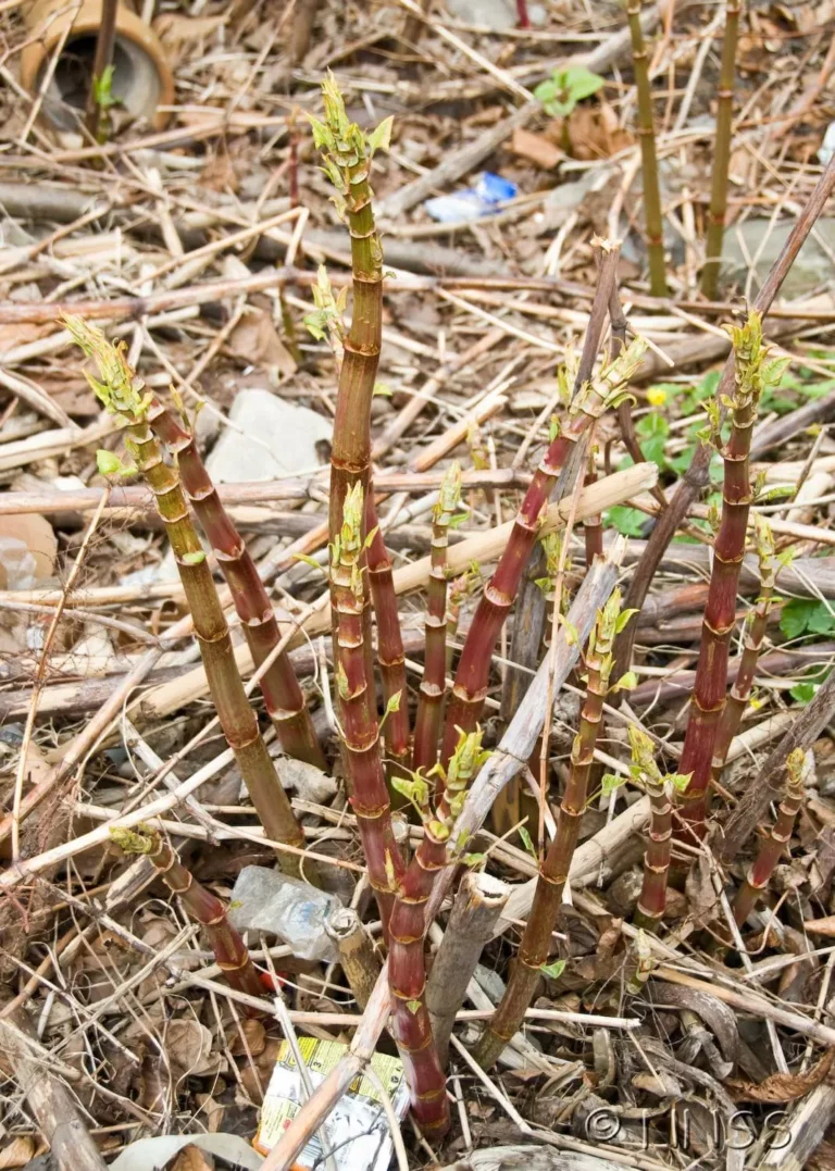 Eradication of Japanese Knotweed in Middlewich