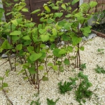 Removal of Japanese Knotweed in Eccleshall