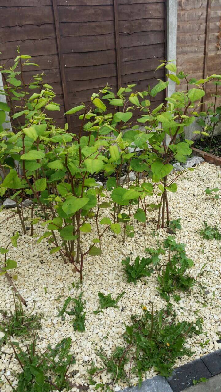 Removal of Japanese Knotweed in Eccleshall