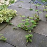 Eradication of Japanese Knotweed in Fazeley