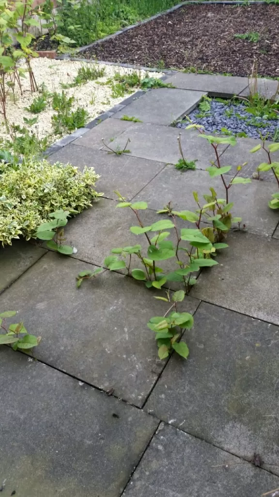 Japanese Knotweed in Fazeley